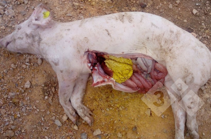 Fot.2. Objawy sekcyjne&nbsp;Streptococcus suis u prosięcia po odsadzeniu
